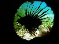   Lionfish hiding empty trree trunk Curieuse Marine Park Seychelles Canon G9 Ikeltite housing  